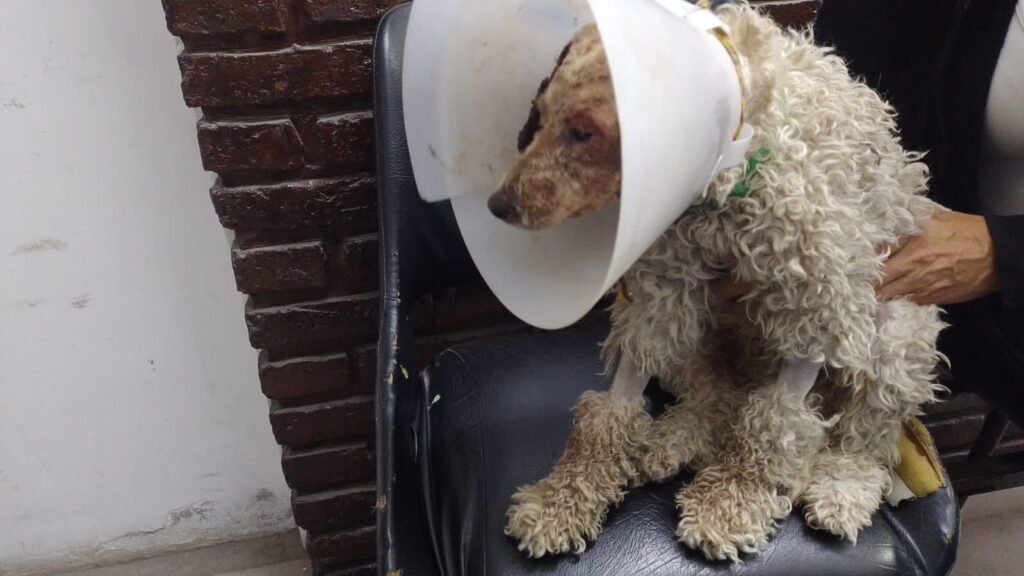 Rescataron a un caniche al que sus dueños habían quemado con agua hirviendo
