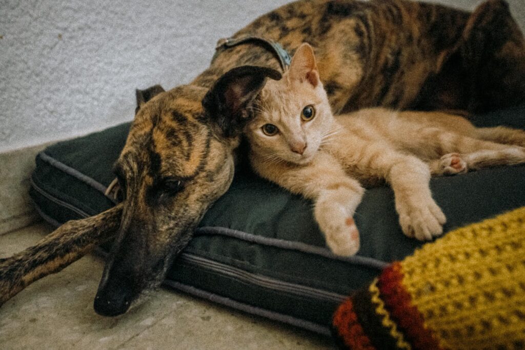 Nuevo cronograma del quirófano móvil y la vacunación antirrábica para animales