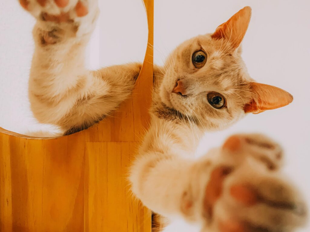 Nuevo cronograma del quirófano móvil y la vacunación antirrábica para animales