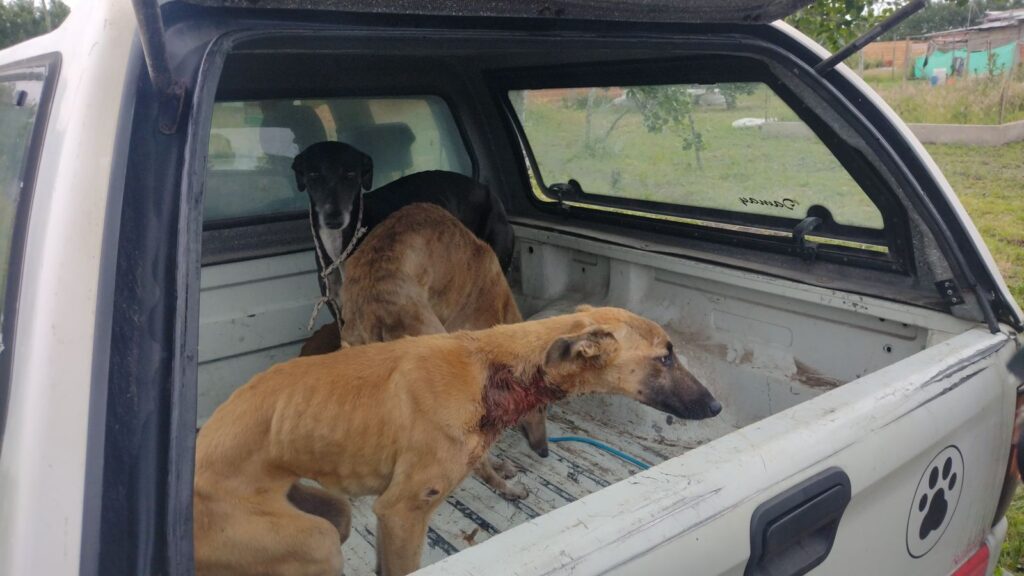 Rescataron a dos perros maltratados: Estaban heridos y mal alimentados
