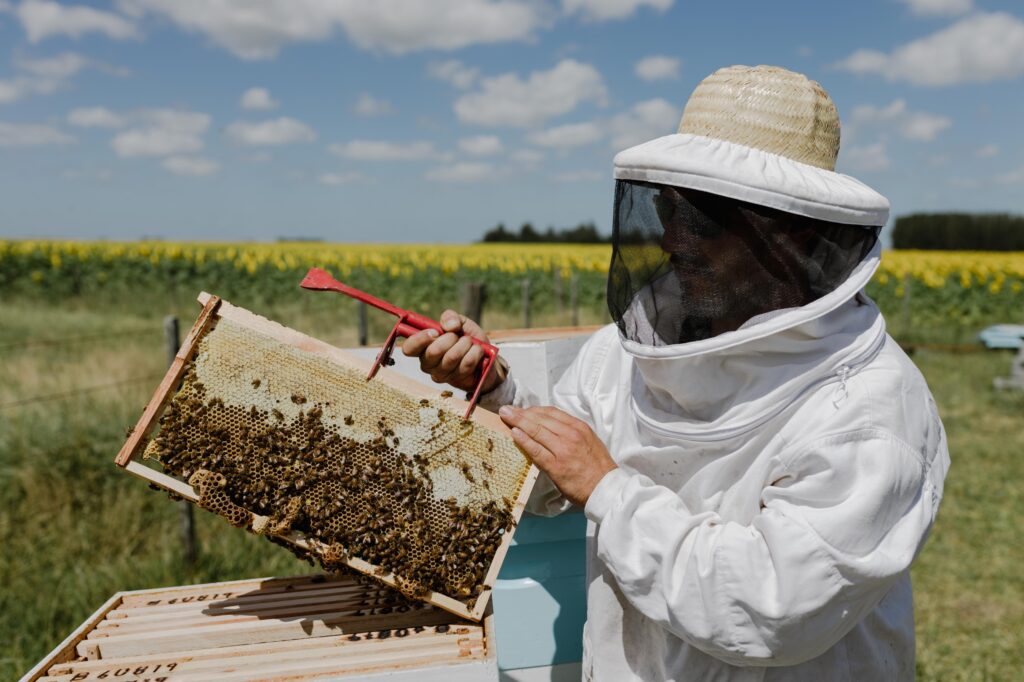El Municipio abre las inscripciones para el nuevo curso de Cría de Abejas Reinas