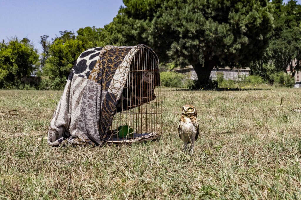 El Municipio liberó dos animales silvestres en su hábitat natural luego de brindarles asistencia