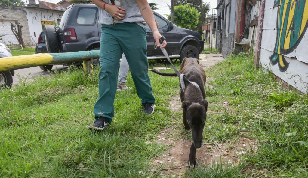Rescatan dos nuevos animales víctimas de maltrato del barrio El Progreso: otro murió