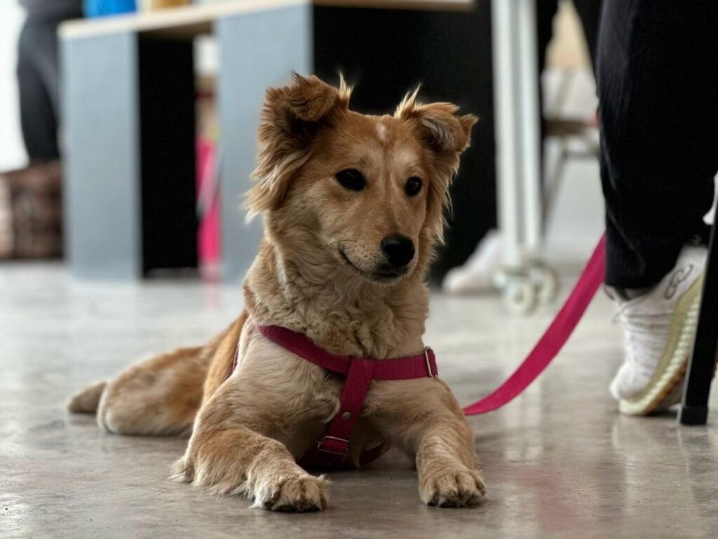 Nuevo cronograma del quirófano móvil para animales