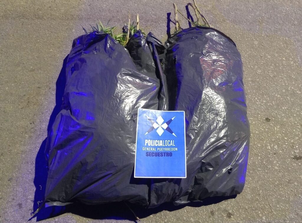 Circulaba por la calle con una planta de marihuana y terminó aprehendido