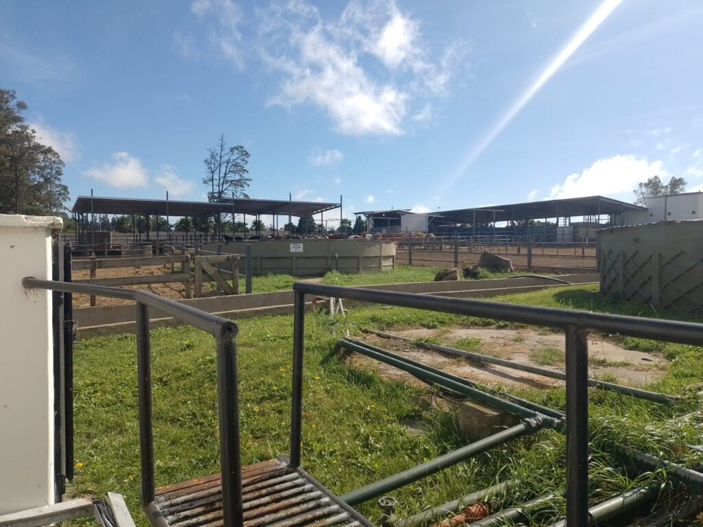 Se llevaron adelante operativos para evitar el robo de caballos para faena y venta clandestina