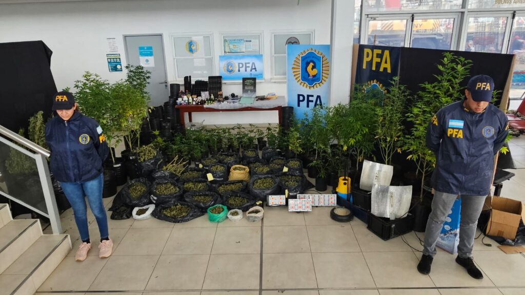 Cogollos infelices: PFA desmanteló una plantación ilegal de marihuana en Mar del Plata