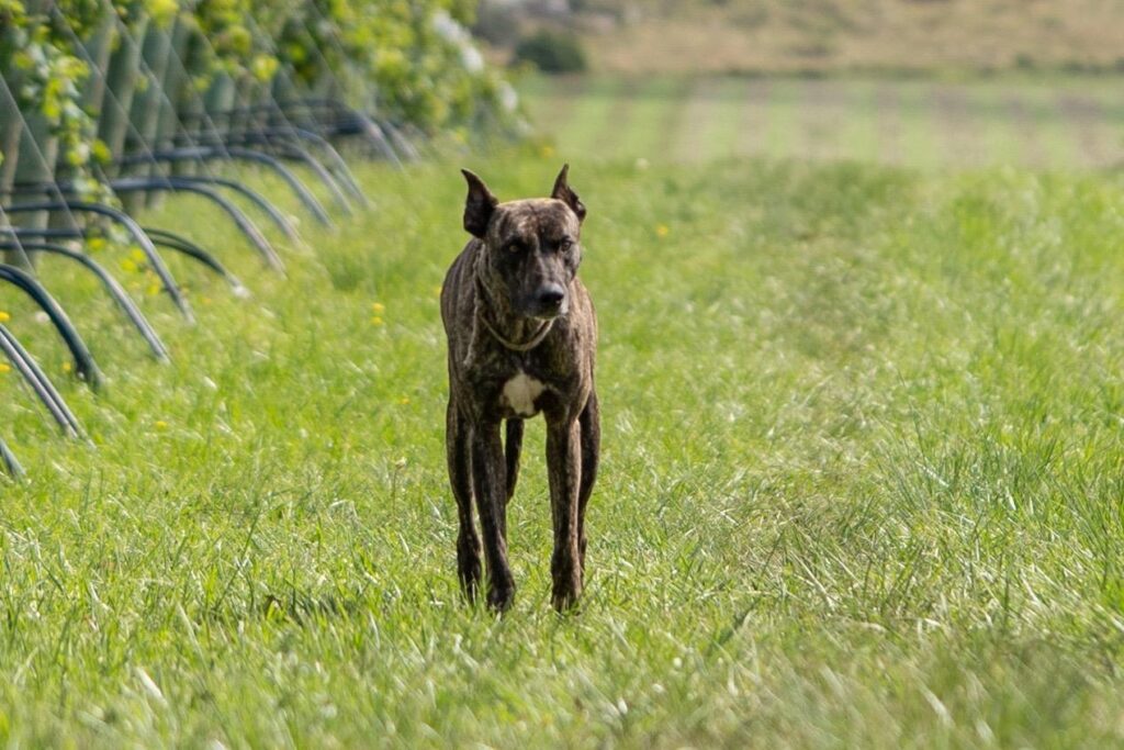 Nuevo cronograma del quirófano móvil para animales