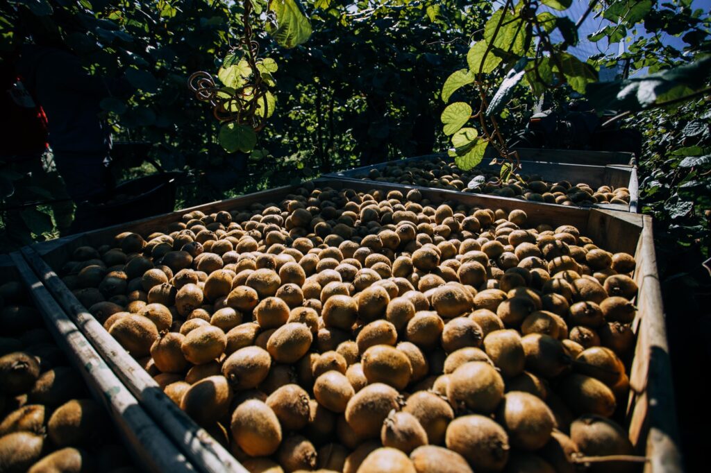 Nuevas capacitaciones para el sector del kiwi con potencial salida laboral al cordón frutihortícola de Mar del Plata