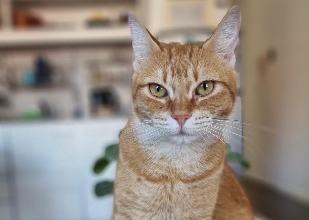 Nuevo cronograma del quirófano móvil para animales