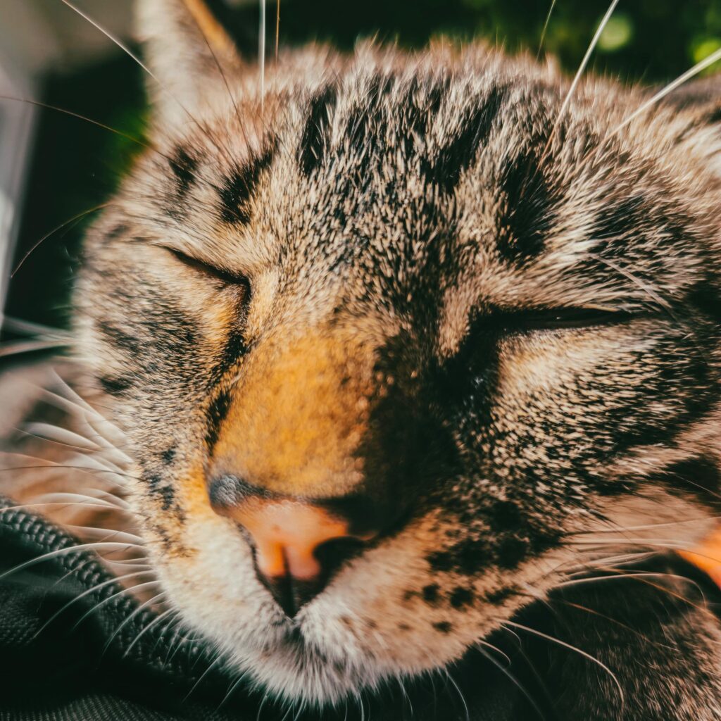 Nuevo cronograma del quirófano móvil para animales