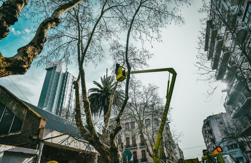 ¿Cómo se actúa ante la presencia de árboles caídos en la vía pública?