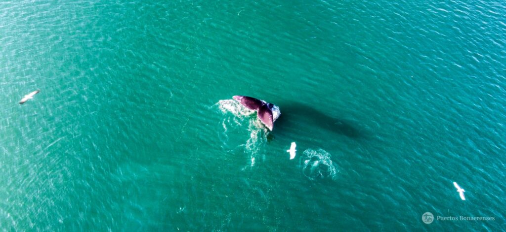Se creó el mapa de acceso público para realizar seguimientos de ballenas en la costa en tiempo real