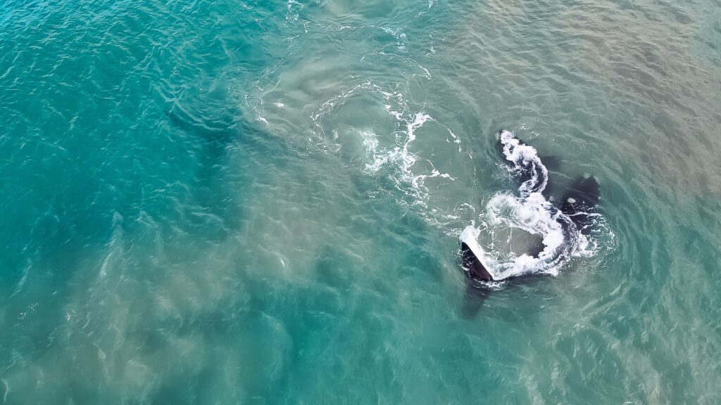 Avistamiento de la Ballena Franca Austral: recomiendan no acercarse para su preservación