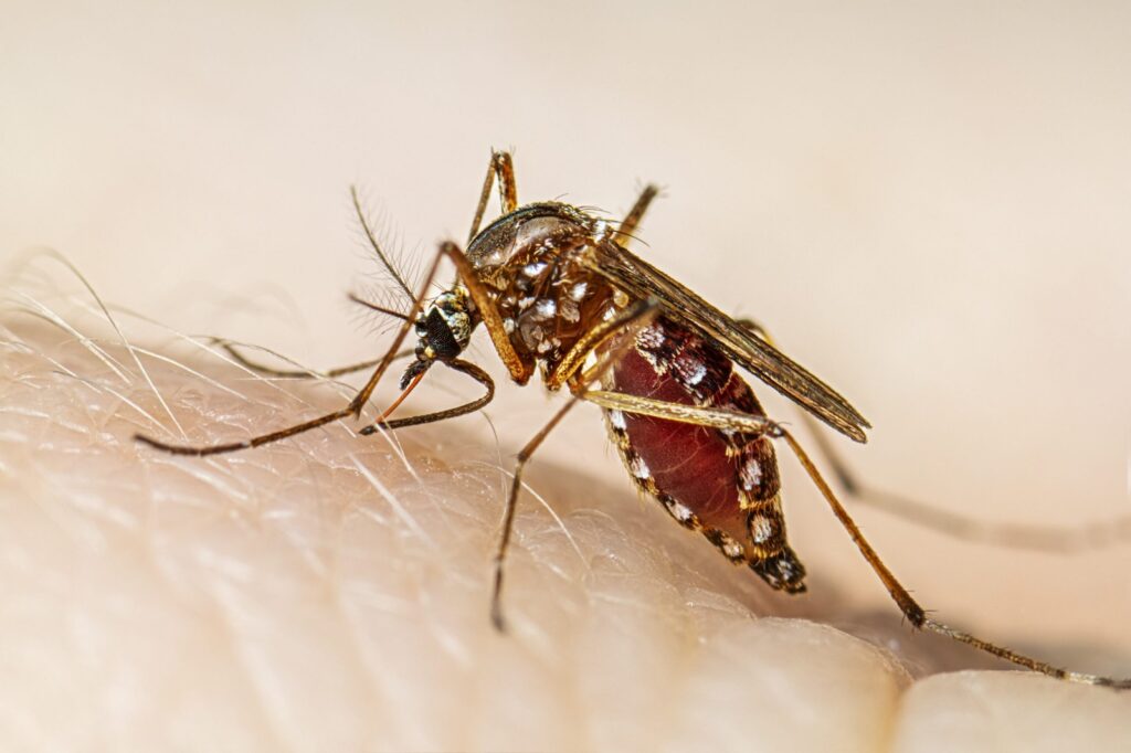 Proponen realizar una jornada de trabajo para prevenir el Dengue en Mar del Plata