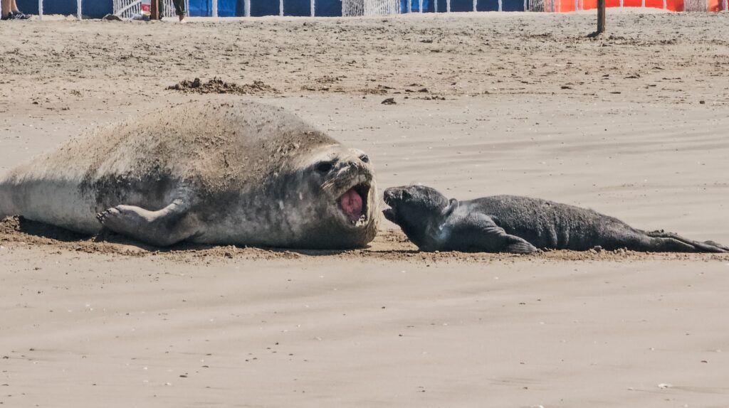 Video: un elefante marino tuvo cría en una playa del sur y se inició un protocolo de custodia