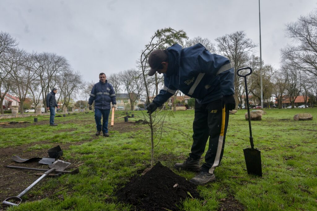 El Municipio trabaja en la reforestación del parque Primavesi