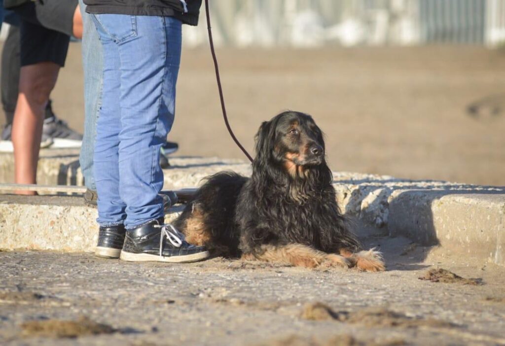 Nuevas ubicaciones de los quirófanos móviles para animales