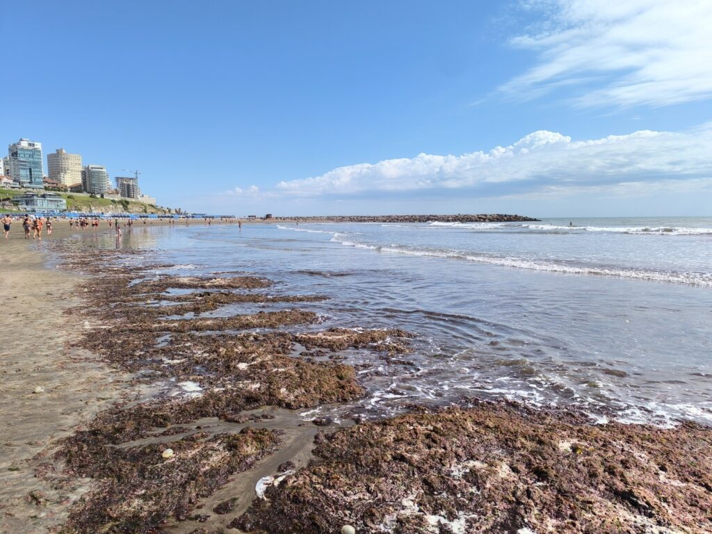 ¿Por qué se las playas de Mar del Plata se llenaron de algas?