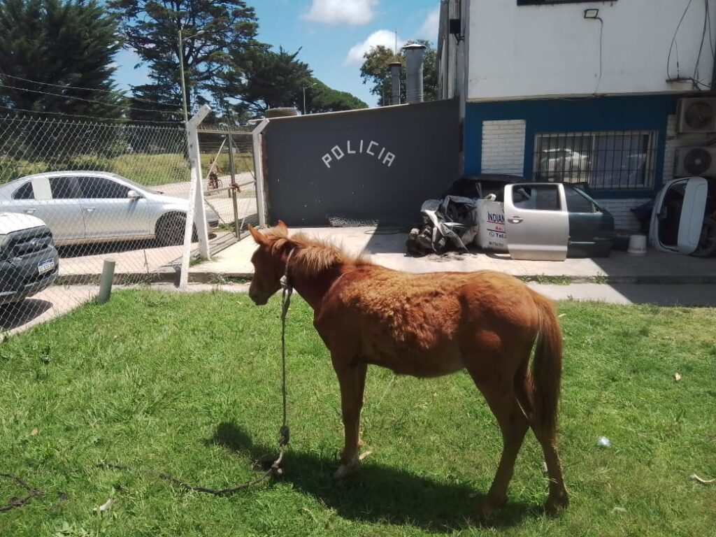 Rescataron a un caballo que era sometido a malos tratos