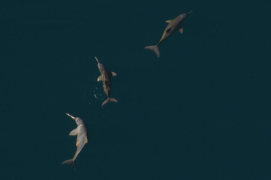 Especialistas marplatenses detectan microplásticos en delfines