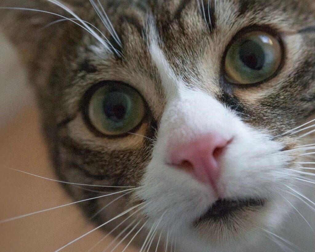 Nuevas ubicaciones de los quirófanos móviles para animales