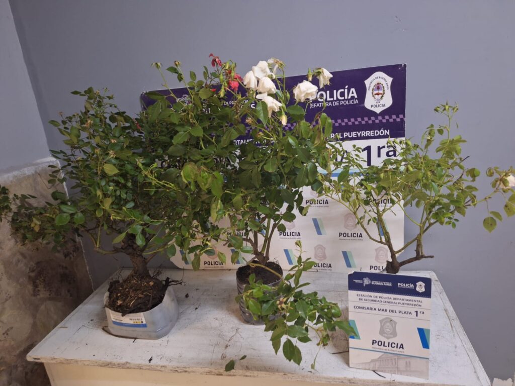 Insólito: robaban plantas del arbolado urbano frente a la Municipalidad para venderlas y terminaron aprehendidos
