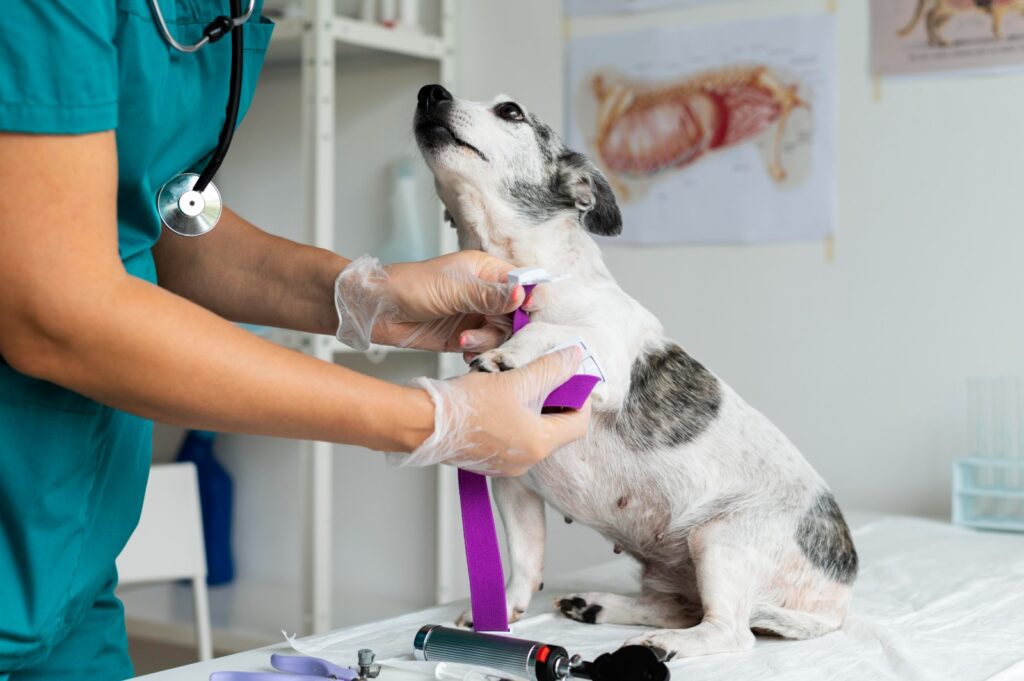 Mar del Plata cuenta con un banco de sangre que salva la vida de perros y gatos