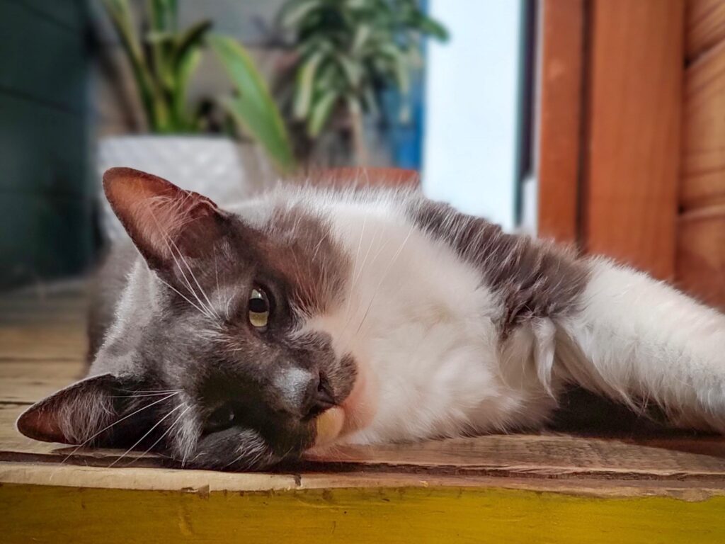 Nuevas ubicaciones de los quirófanos móviles para animales