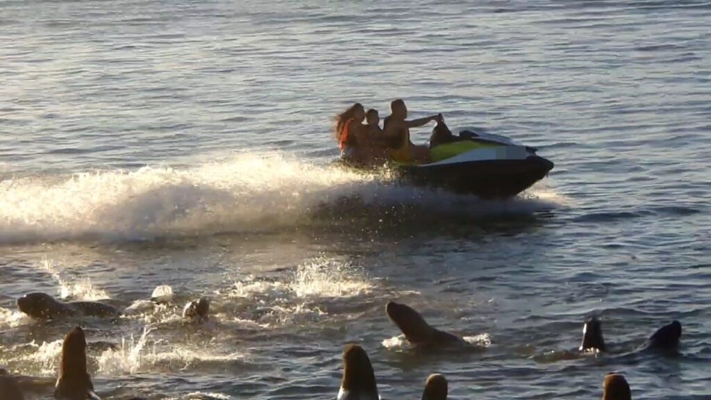 Prefectura identificó a un hombre que hizo maniobras imprudentes cerca de lobos marinos