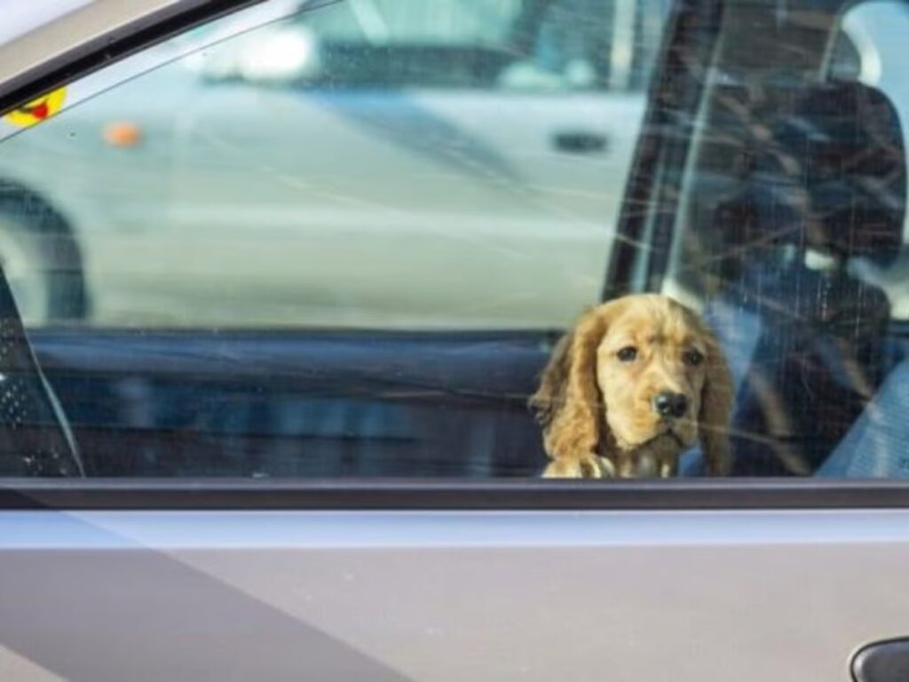 Presentaron un proyecto para endurecer las penas frente al maltrato animal