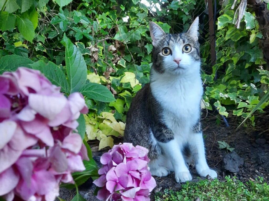 Dónde estarán ubicados los quirófanos móviles para animales
