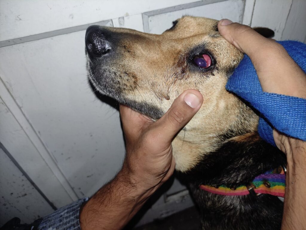 Maltrato animal: delincuente con frondosos antecedentes fue aprehendido por intentar matar a su perra