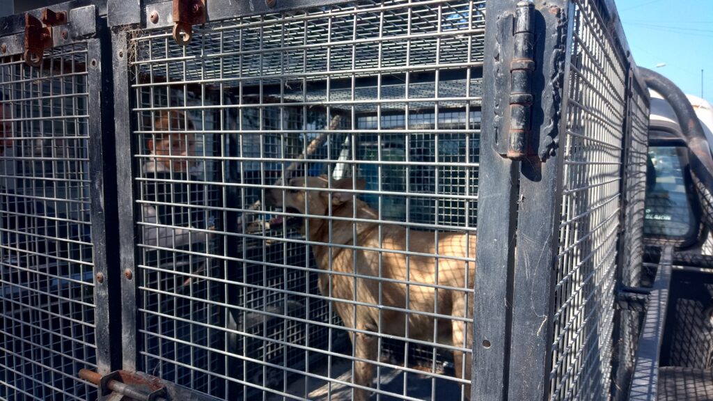 Video: rescataron a un perro que había quedado abandonado en un departamento tras la internación de su dueña