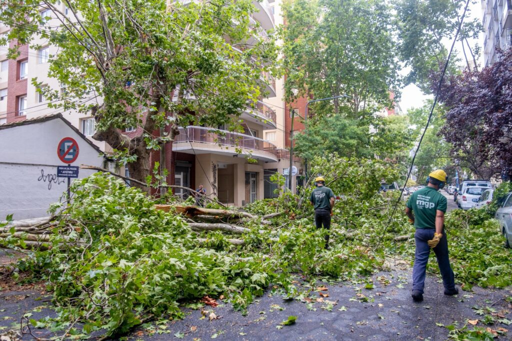 Temporal en Mar del Plata: el Municipio trabaja en la remoción de árboles y prevención de riesgos