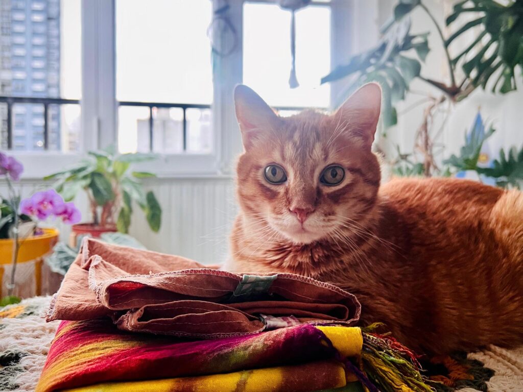 Dónde estarán ubicados los quirófanos móviles para animales