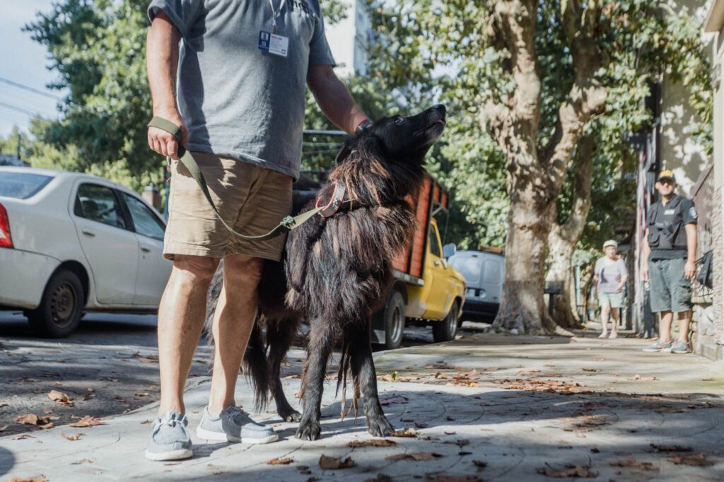Se llevó adelante un nuevo rescate de un perro abandonado en España al 900