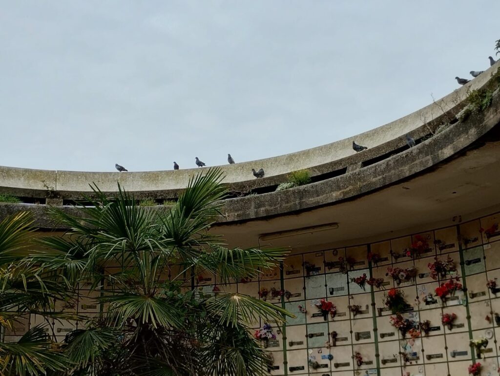 Solicitan medidas urgentes por la invasión de palomas en el Cementerio Parque Municipal