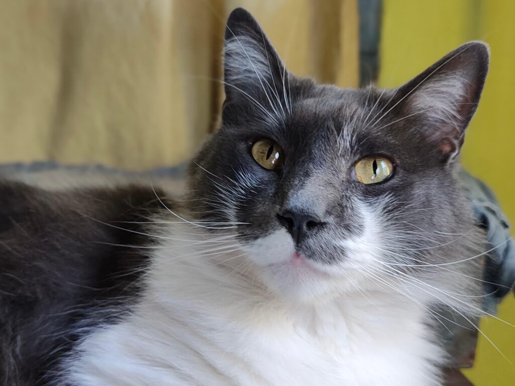 Nuevas ubicaciones de los quirófanos móviles para animales