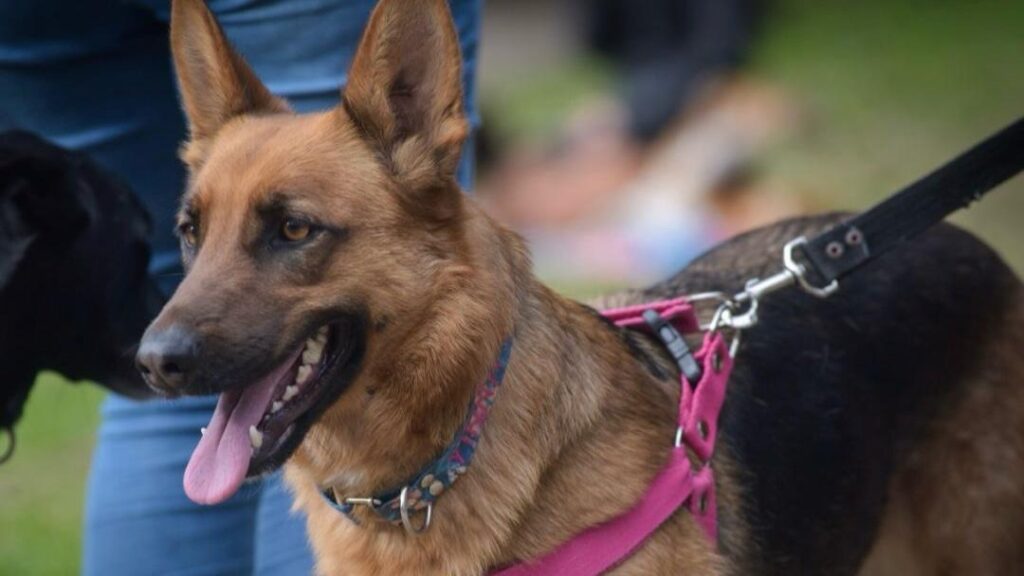 Nuevas ubicaciones de los quirófanos móviles para animales
