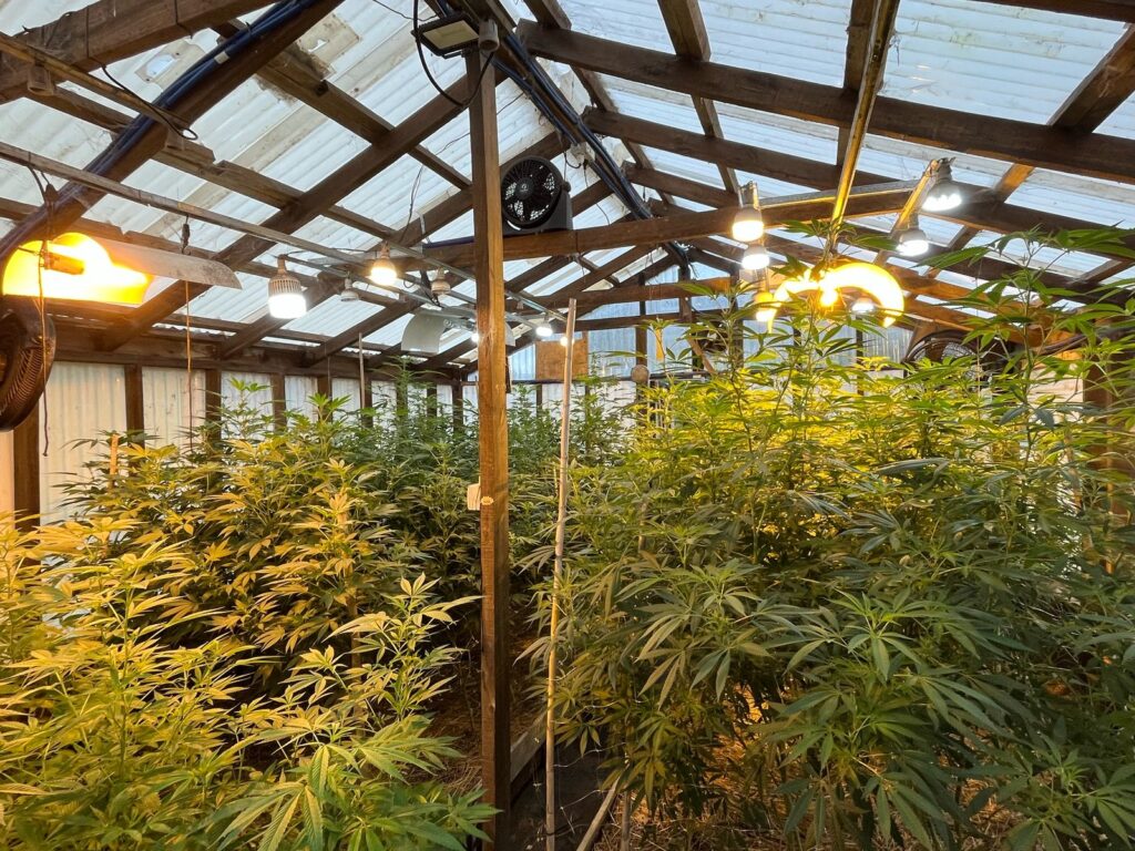 Videos: importante operativo desmanteló una gran plantación de marihuana con elementos para la comercialización