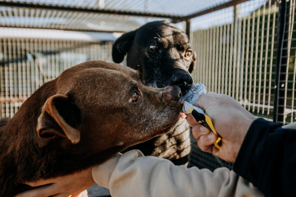 Implementaron un operativo para rescatar a dos perros víctimas de abandono