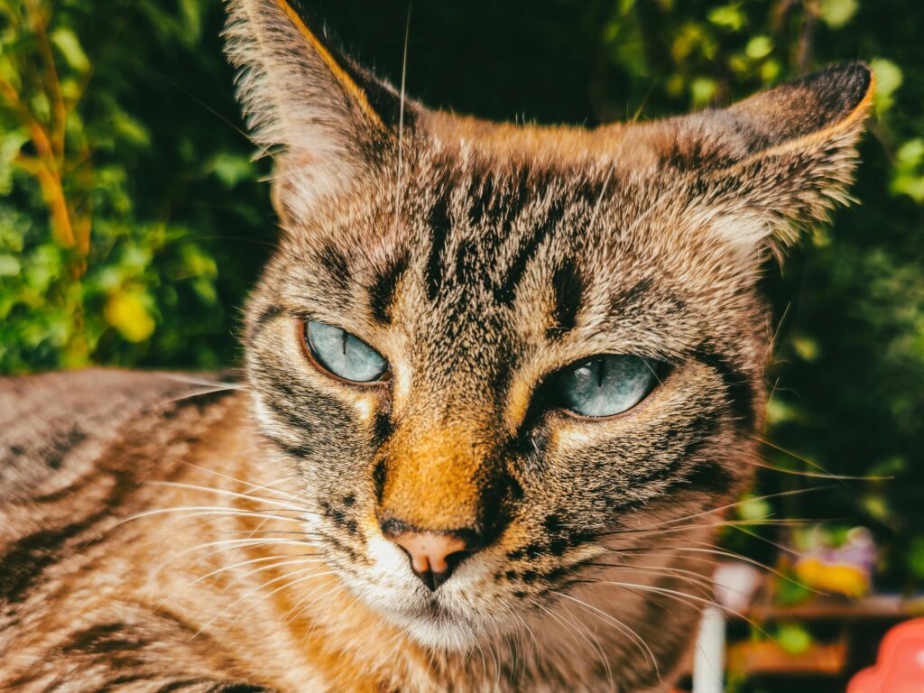 Dónde estarán ubicados los quirófanos móviles para animales