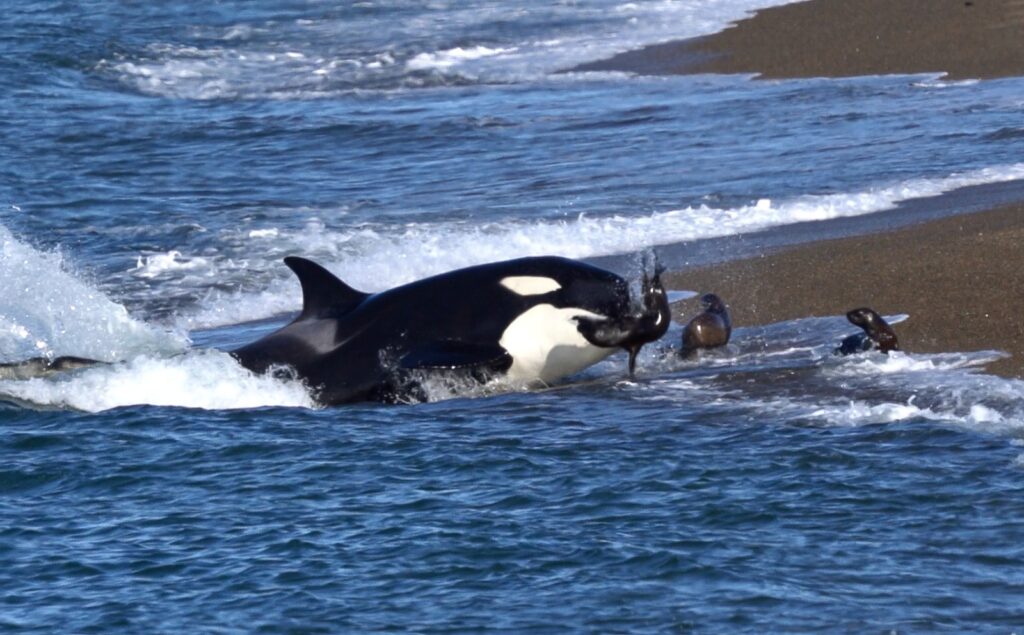 El día Mundial de las Orcas desde el lente de un fotógrafo marplatense: «En la ciudad cada vez hay más»