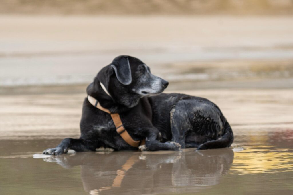 Dónde estarán ubicados los quirófanos móviles para animales