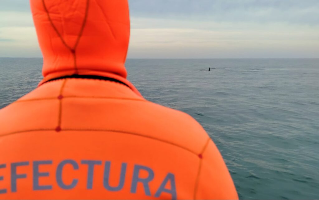 Prefectura recuerda medidas de protección para ballenas avistadas en cercanías a zonas balnearias