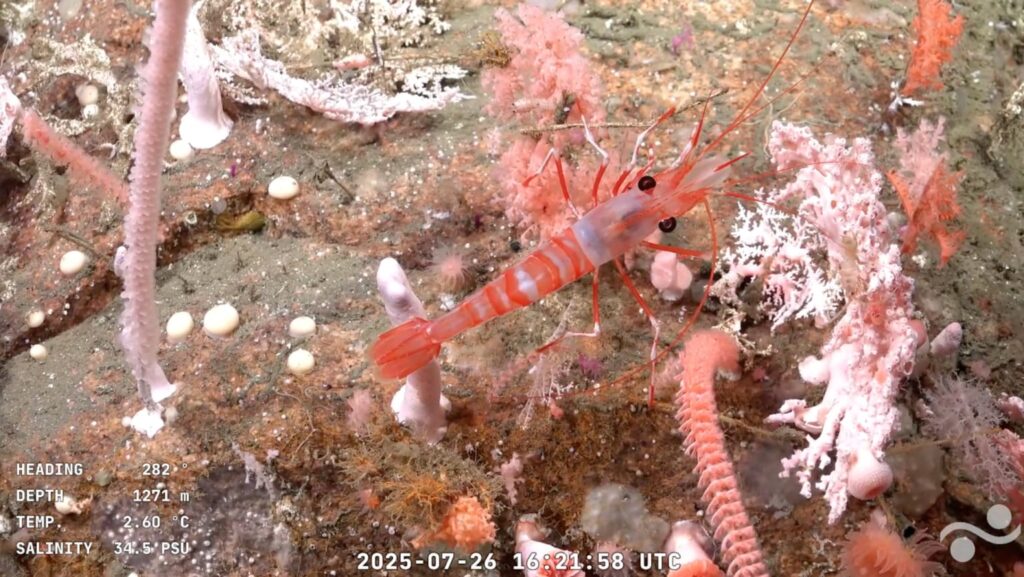 Talud MDP: el fenómeno oceánico del Conicet convertido en videojuego