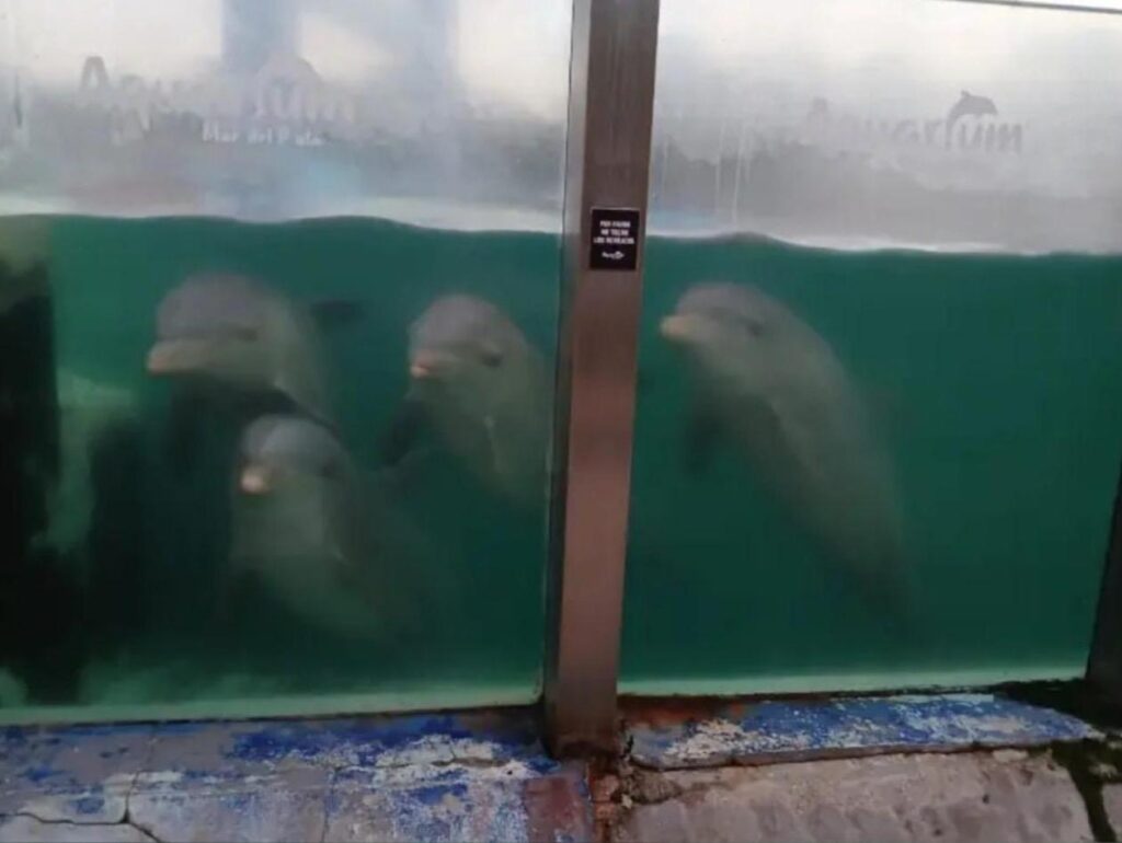 El Municipio inició acciones urgentes para garantizar el bienestar de los animales abandonados en el ex Aquarium