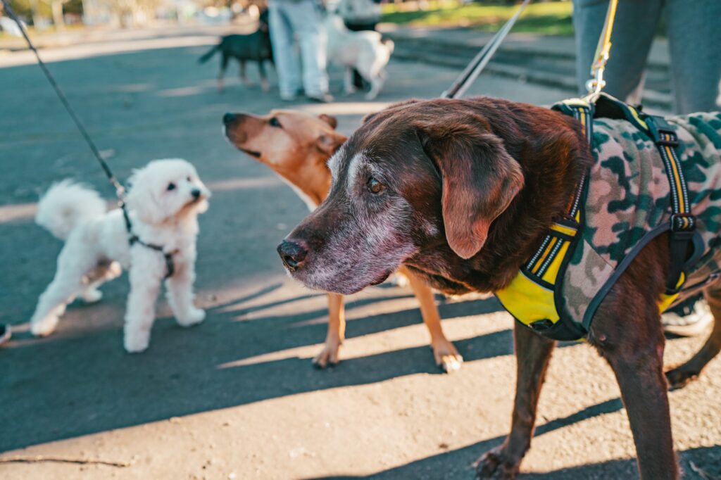 Campaña de vacunación antirrábica gratuita: los perros deberán concurrir con correa y los gatos en bolsos transportadores