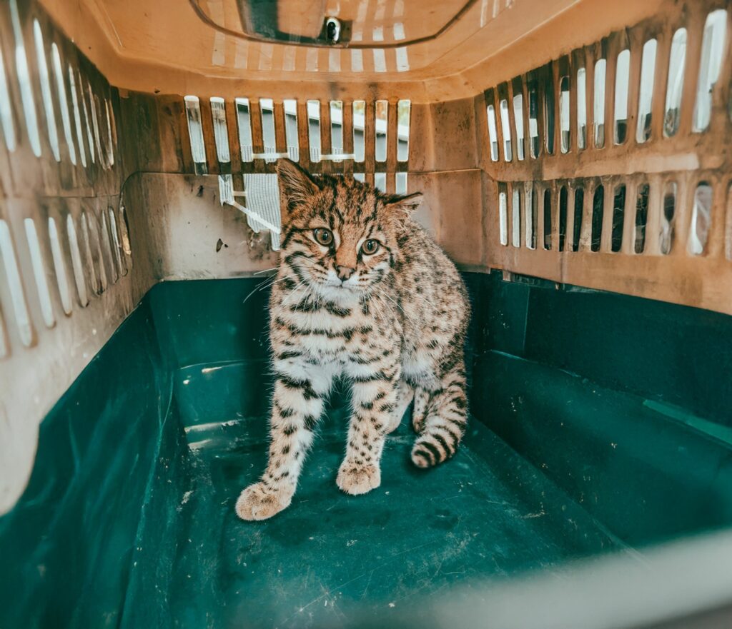 Guardaparques del EMSUR liberaron un ejemplar de gato montés